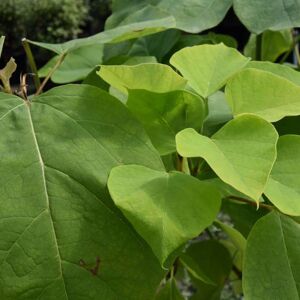 Catalpa bignonioides 'Aurea' 14-16 EHS